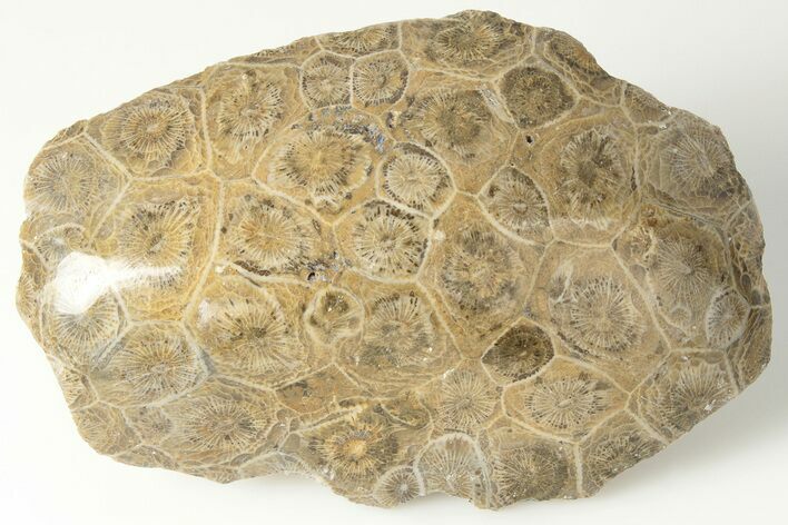 Polished Fossil Coral (Actinocyathus) Head - Morocco #202534
